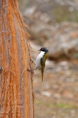 White-naped-HE-IMG 9211 DxO