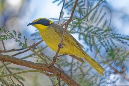 Yellow-tufted-HE-IMG 9469 DxO