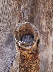 Owlet-Nightjar-IMG 9449 DxO