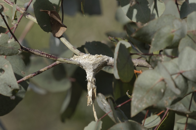 Grey-Fantail-Nest-IMG 0256 DxO