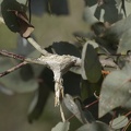 Grey-Fantail-Nest-IMG 0256 DxO