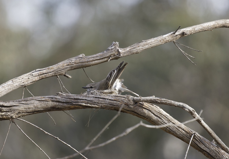 Jacky-Winter-nest-IMG_0283_DxO.jpg