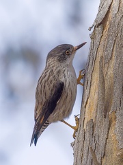 Varied-Sitella-IMG 0319-gigapixel-standard-scale-3 91x-cropped-SharpenAI-Softness