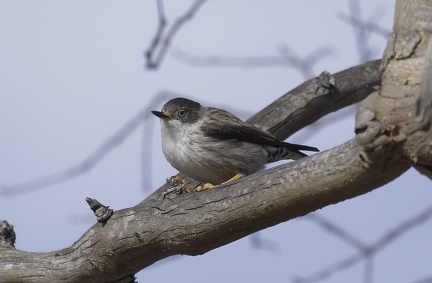 Varied-Sitella-IMG 0331 DxO