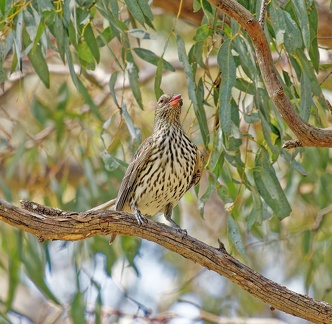 Olive-backed-Oriole-IMG 0555 DxO