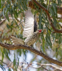 Olive-backed-Oriole-IMG 0558 DxO