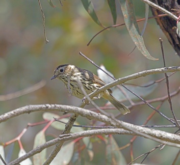 Speckled-Warbler-IMG 0689