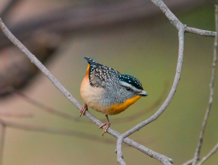 Spotted-Pardalote-M-IMG 0816