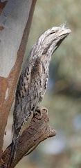 Tawny-Frogmouth-IMG 0855 DxO