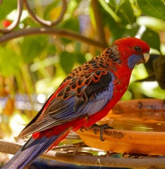 Crimson-Rosella-IMG 2136 DxO