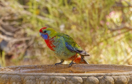 Crimson-Rosella-juv-IMG 2474 DxO