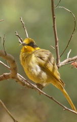 Yellow-tufted-HE-IMG 2636 DxO