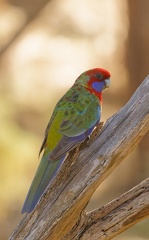 Crimson-Rosella-juv-IMG 3075 DxO