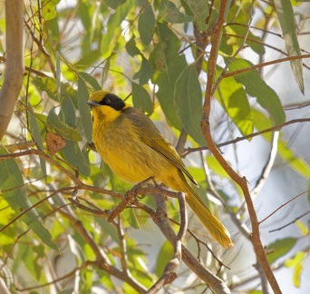 Yellow-tufted-HE-IMG 3391 DxO