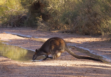 Black-Wallaby-IMG 3738 DxO