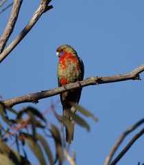 Crimson-Rosella-juv-IMG 4011 DxO