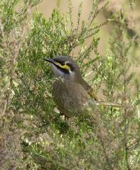 Yellow-faced-HE-IMG 4273 DxO