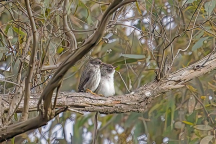 Varied-Sitella-IMG 4355