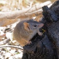 Yellow-footed-Antechinus-IMG 5338 DxO