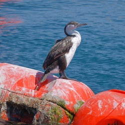 Black-faced Cormorant