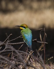 Rainbow-Bee-eater-IMG 5724