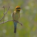 Rainbow-Beeeater-M-