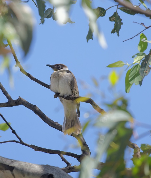 Little-Friarbird-IMG 6222 DxO