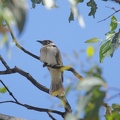 Little-Friarbird-IMG 6222 DxO