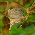 Grey-Fantail-nest-IMG 6192 DxO