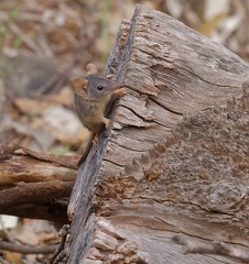 Yellow-footed-Antechinus-IMG 6528 DxO