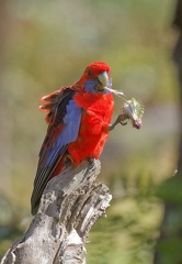 Crimson-Rosella-IMG 6594 DxO