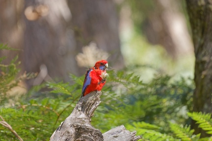 Crimson-Rosella-IMG 6628 DxO