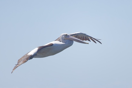 Pelican-IMG 6863 DxO