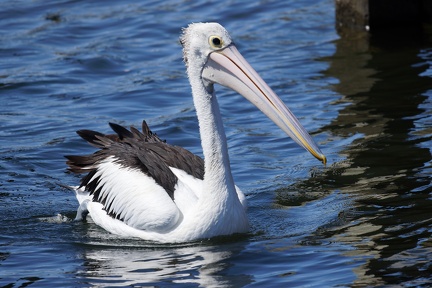 Pelican-IMG 6877 DxO