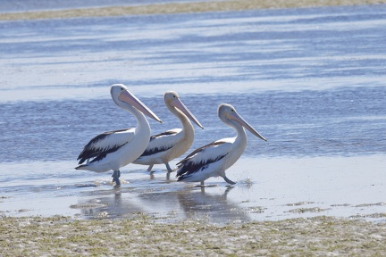 Pelican-IMG 6891 DxO