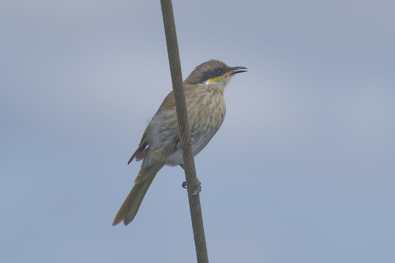 Singing-Honeyeater-IMG_6732_DxO.jpg