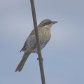 Singing-Honeyeater-IMG 6732 DxO