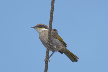 Singing-Honeyeater-IMG 6739 DxO