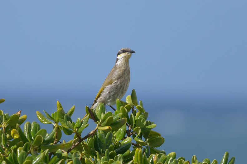 Singing-Honeyeater-IMG_6754_DxO.jpg