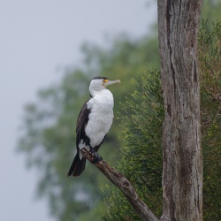 Pied Cormorant