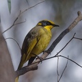 Yellow-tufted-HE-IMG_7095_DxO.jpg