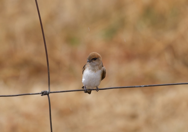 Fairy-Martin-IMG_7122_DxO.jpg