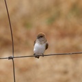 Fairy-Martin-IMG 7122 DxO