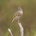 Yellow-faced-HE-IMG 7308 DxO