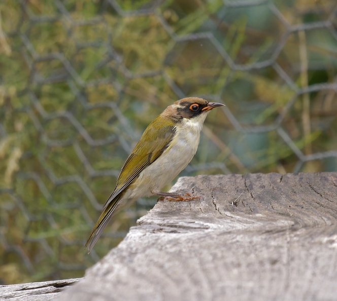 White-naped-HE-juv-IMG_7198_DxO.jpg