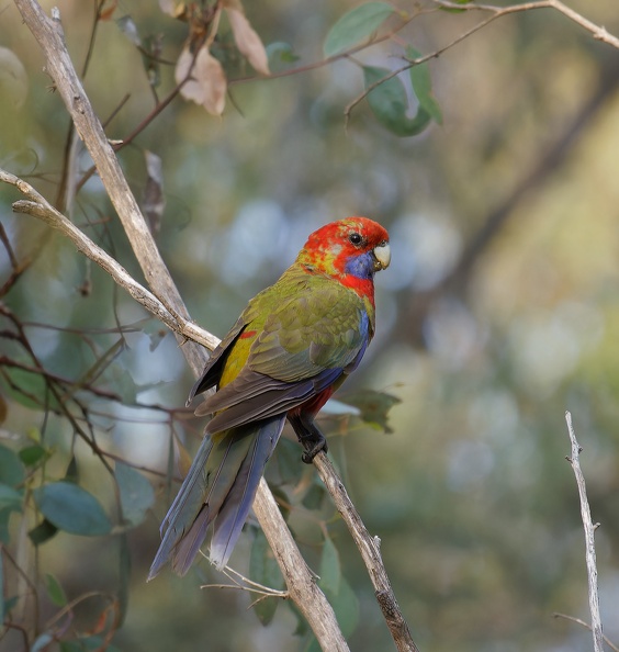 Crimson-Rosella-juv-IMG 7620 DxO