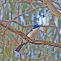 Restless-Flycatcher-IMG 7664 DxO