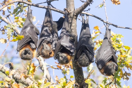 Grey-headed-Flying-Fox-IMG 7721