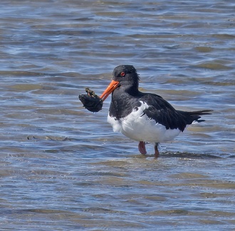 Pied-Oystercatcher-IMG 7011