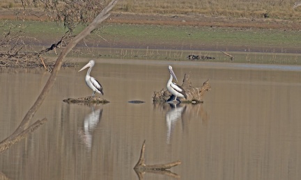 Pelicans-IMG 7872-1